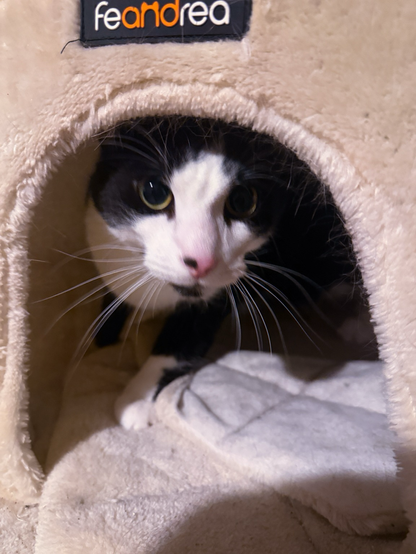 Kater Berti an Silvester