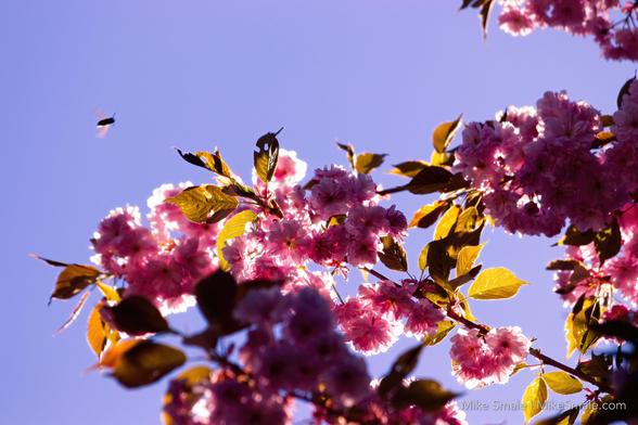 Vibrant pink cherry blossoms fill the frame against a clear blue sky, and a bee is captured in mid-flight on the upper left. Sunlight filters through the leaves, highlighting the delicate petals and creating a lively spring atmosphere.