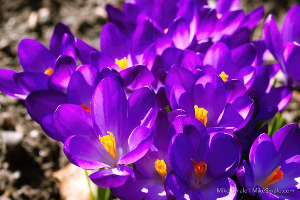 A group of vibrant purple croci bloom together, basking in the sunlight. Their petals are open, revealing bright orange stamens that provide a striking contrast against the purple.