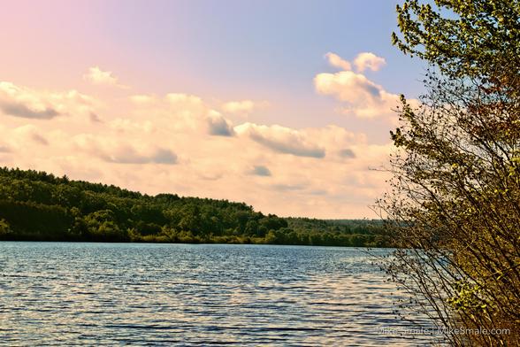 A landscape at the Wachusett Reservoir near sunset. The sky is pink, purple and blue with yellow/orange clouds over fir trees and the water. A yellow tree and shrub are on the right side.