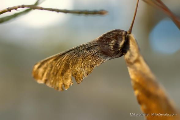 A detailed closeup of a dried maple key hanging in bare branches against a gold and blue background.