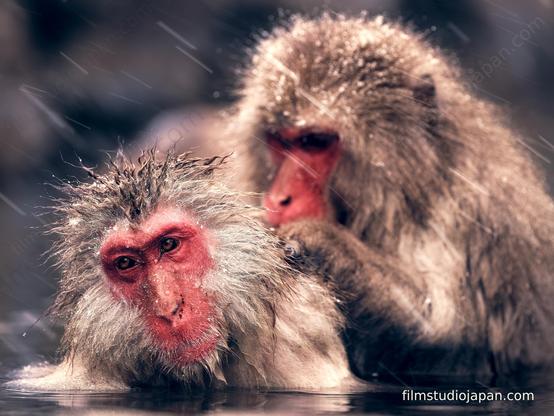 English Alt Text:

An elder snow monkey being groomed by another, a tender moment of care in the cold, snowy environment. The warmth of their connection contrasts with the winter chill. #SnowMonkey #Grooming #Nature #Elder #Winter #Wildlife #Bond

Japanese Alt Text:

年老いた雪猿が他の猿に毛づくろいされている、寒く雪の降る環境の中での優しい瞬間。その絆の温かさが冬の寒さと対照的です。#雪猿 #毛づくろい #自然 #年老いた #冬 #野生動物 #絆