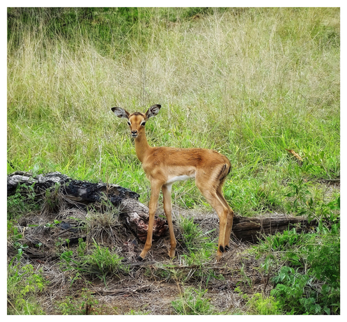 This is a colour photo of an hours old baby impala standing in front of a tree root making eye contact in its beautiful new life. As photographed in Kruger National Park, South Africa 