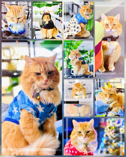 Sintra the Cat is wishing you Happy New 2025 😻✨