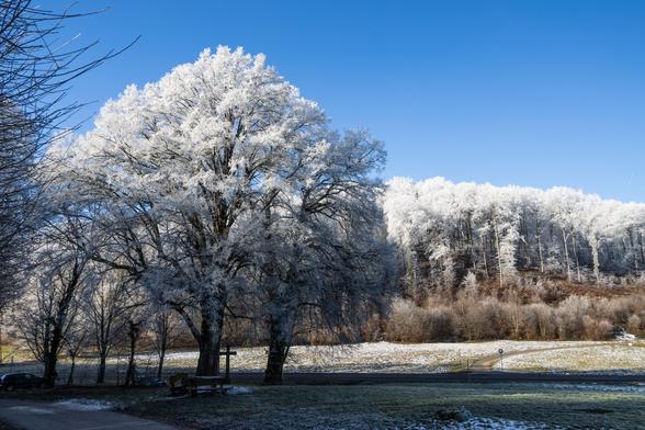 frostige Bäume und blauer Himmel - Fotografie