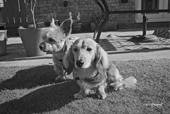 Oska (Dashind) Bailey (Dorkie)