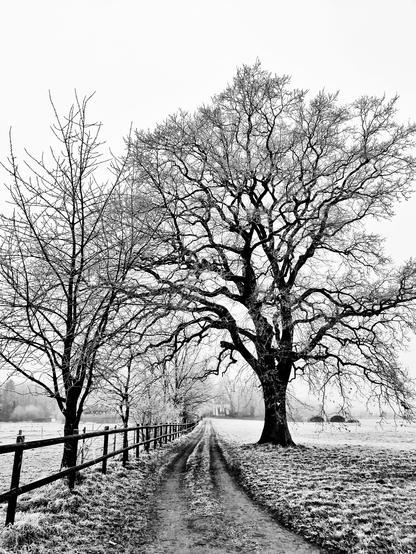 Frosty Winter day
