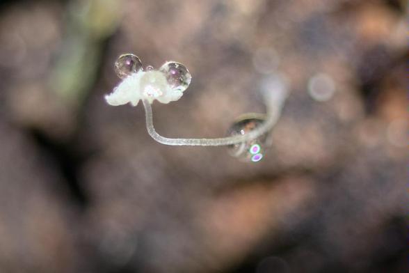 Tiny (2 mm cap) white mushroom growing with a sharp 90 degree bend from a cork log. The cap has “large” gills (tiny but large compared to the cap) and there are beautiful water droplets on the cap, held spherical by surface tension at this tiny scale