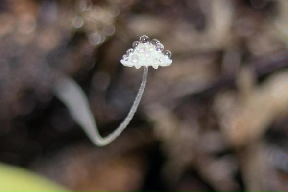 Tiny (2 mm cap) white mushroom growing with a sharp 90 degree bend from a cork log. The cap has “large” gills (tiny but large compared to the cap) and there are beautiful water droplets on the cap, held spherical by surface tension at this tiny scale. Even more drops on this one, almost look like the white spots on a fly agaric