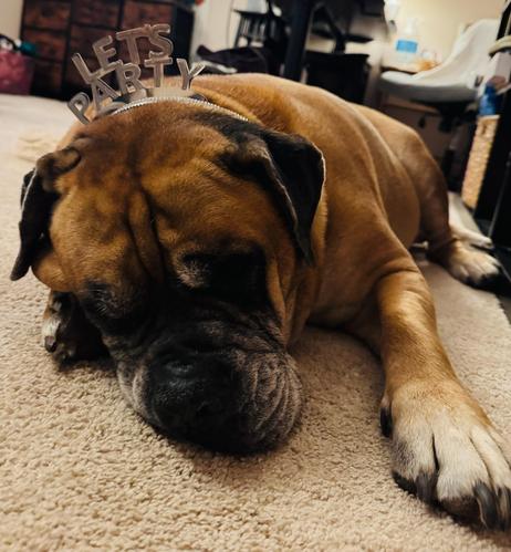 Dog sleeping with lets party head band