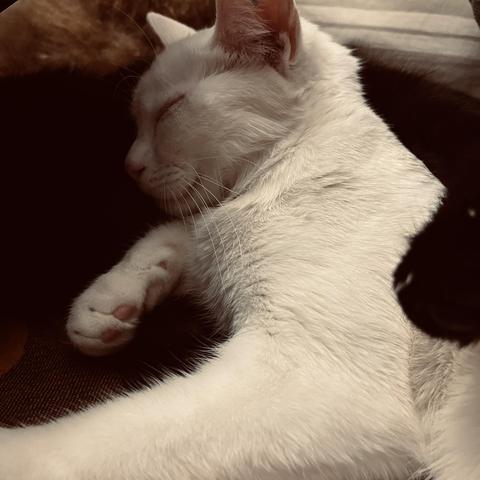 a sleeping white cat leans into a black cat who is obscured in shadows, and the black cat hugs her