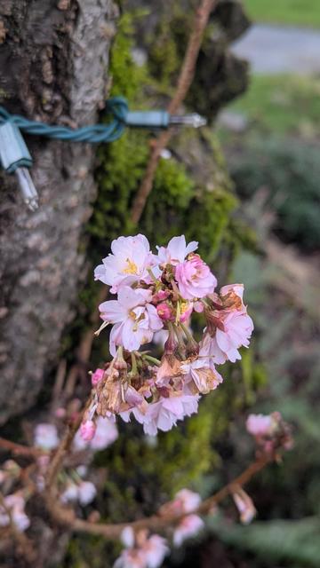 It looks to be a cluster of plum tree flowers on a gray day