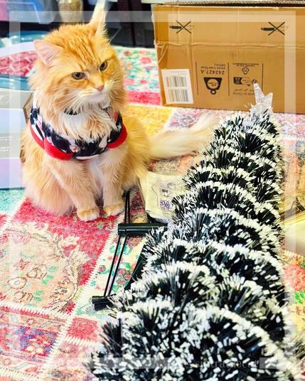 Sintra the Cat is saying goodbye to his Christmas tree 🌲 