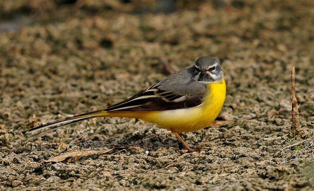 Lavandera cascadeña (Motacilla cinerea). Foto: Dûrzan Cîrano en Wikipedia ( https://commons.wikimedia.org/wiki/File:Ter%C3%AEhejoka_bo%C3%A7ikzer.jpg )