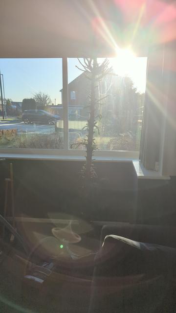 The erect trunk of a tree, its branches cut off standing in front of the window of the room the low Winter Sun casting it in silhouette.