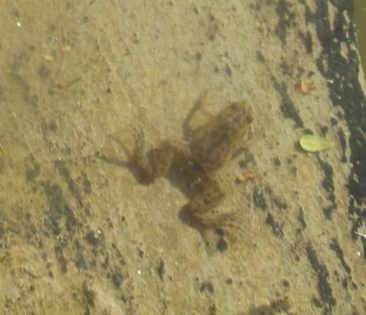 A photo of a small, light brown frog with large back legs that end in claws
It has small front legs
The eyes are on top of the head
The photo is faintly blurred as the frog was under 20 mm of water