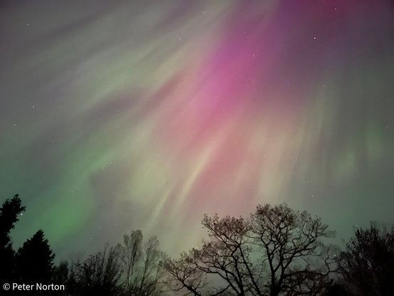 The aurora borealis as seen from AMC Cold River Camp on May ... Rays of color from purple to green are radiating down from the top of the sky. Along the horizon, the silhouettes of pines and still bare deciduous trees stand out against the aurora.