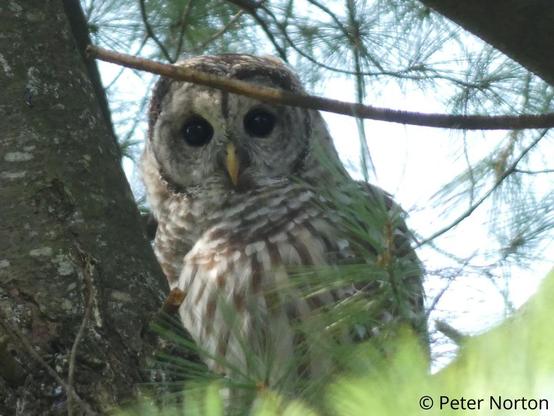A barred owl sits in a pine tree, peering at the camera with large black eyes.