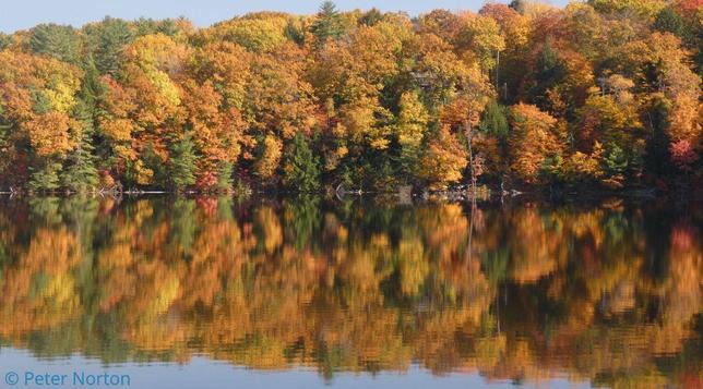 Foliage in hues of orange and yellow along the banks of the Connecticut River in New Hampshire (viewed from the Vermont side). The trees and the perfectly blue sky are reflected in the almost perfectly still river.