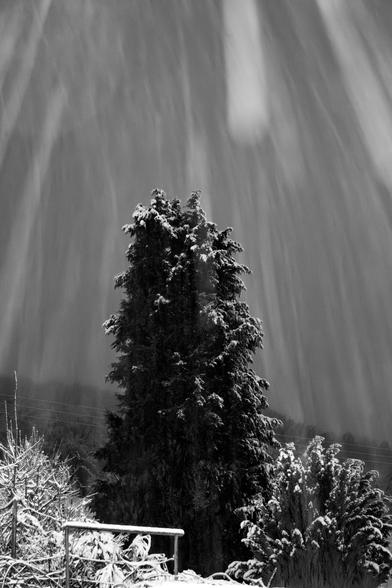 Schneefall und Tanne