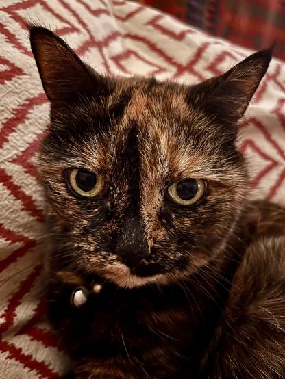 An aged tortie cat stares directly at the viewer, with some beans on the side.