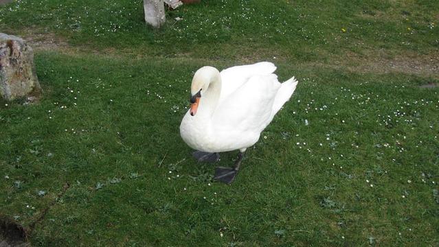 A photo titled "Swan at Thurlwood Lock", taken near Weir by David Jones on Flickr.