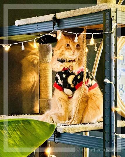 Sintra the Cat is enjoying his twinkles 😻✨