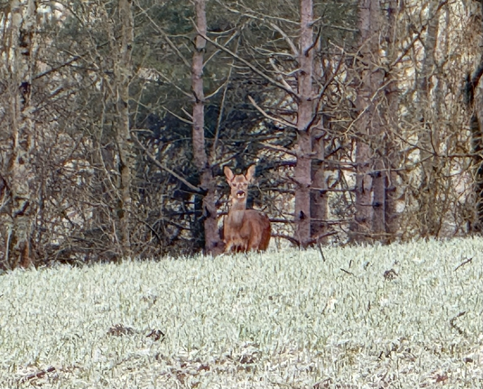 A deer backed by woodland. 