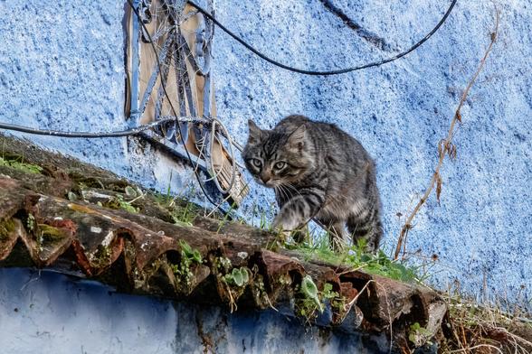 A long-haired tabby cat, stalking along a tiled roof. The roof is overgrown with moss and small plants. Behind the cat is a blue-painted wall with a dilapidated window. Electrical cables dangle from overhead.