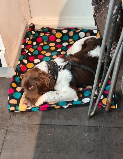 A (white and brown) springer spaniel puppy asleep on a brightly coloured fleece blanket on the floor, next to a cafe style dining chair. She's resting her head on a "yak milk" chew bone.