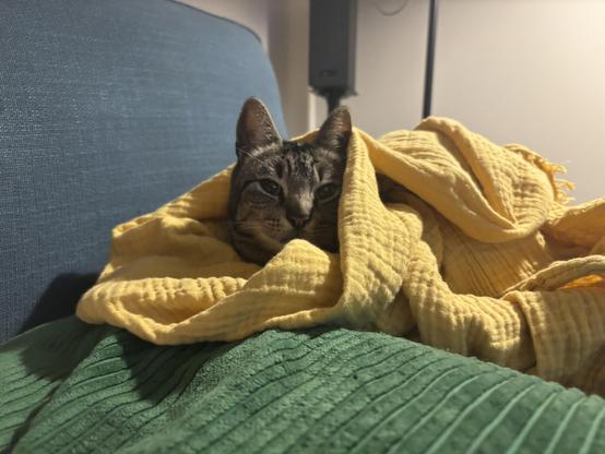 A cat peeks out from a yellow blanket, resting on a green cushion. The background features a blue couch.
