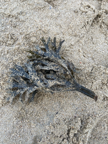 Seaweed remnants 
