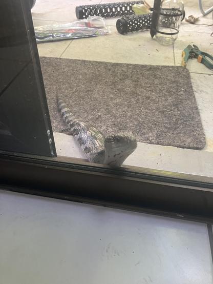 A large adult blue tongue skink peers inwards through a glass sliding door.