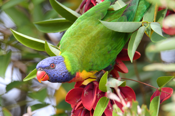A colourful parrot with a blue head, red beak, extending diagonally from top right to lower left of shot largely showing its green back