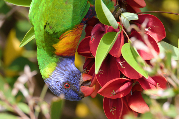 Colourful parrot inverted feeding on nectar from a bunch of red flowers. Its beak is open showing its tongue
