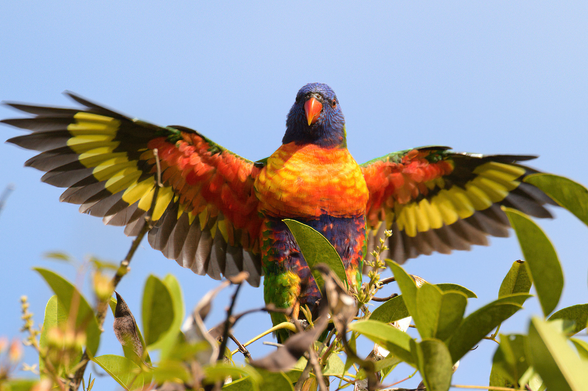 Very colourful parrot on top of bush with both wings outstretched showing full underside markings. Background is a pale sky