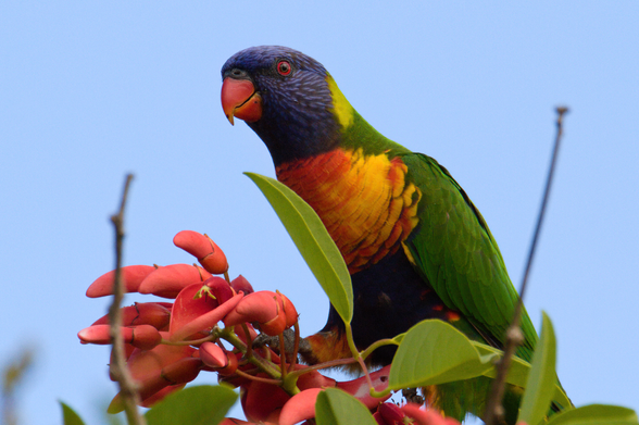 Colourful parrot sitting on a bunch of red flowers at the top of a leafy bush. Background is pale sky