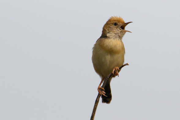 Small pale bird at top of dead twig mid-song with beak open. Background is a pale grey sky
