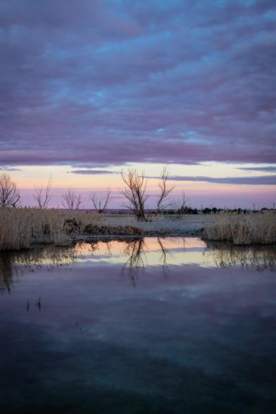 Fotografía vertical donde se ve en el centro un árbol desnudo en un entorno de una alberca natural (Loreto, Huesca). El cielo presenta algunas nubes con colores que tienden al purpura. En el agua se refleja el árbol y este cielo además de los arbustos de alrededor.