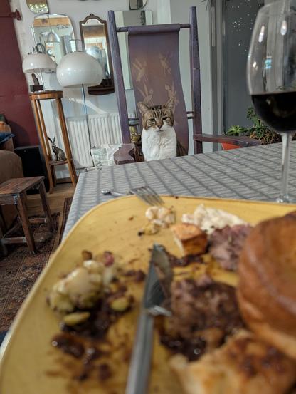 A tabby and white cat sat up on a chair at a dining table looking at the roast dinner that is on the table in the foreground 