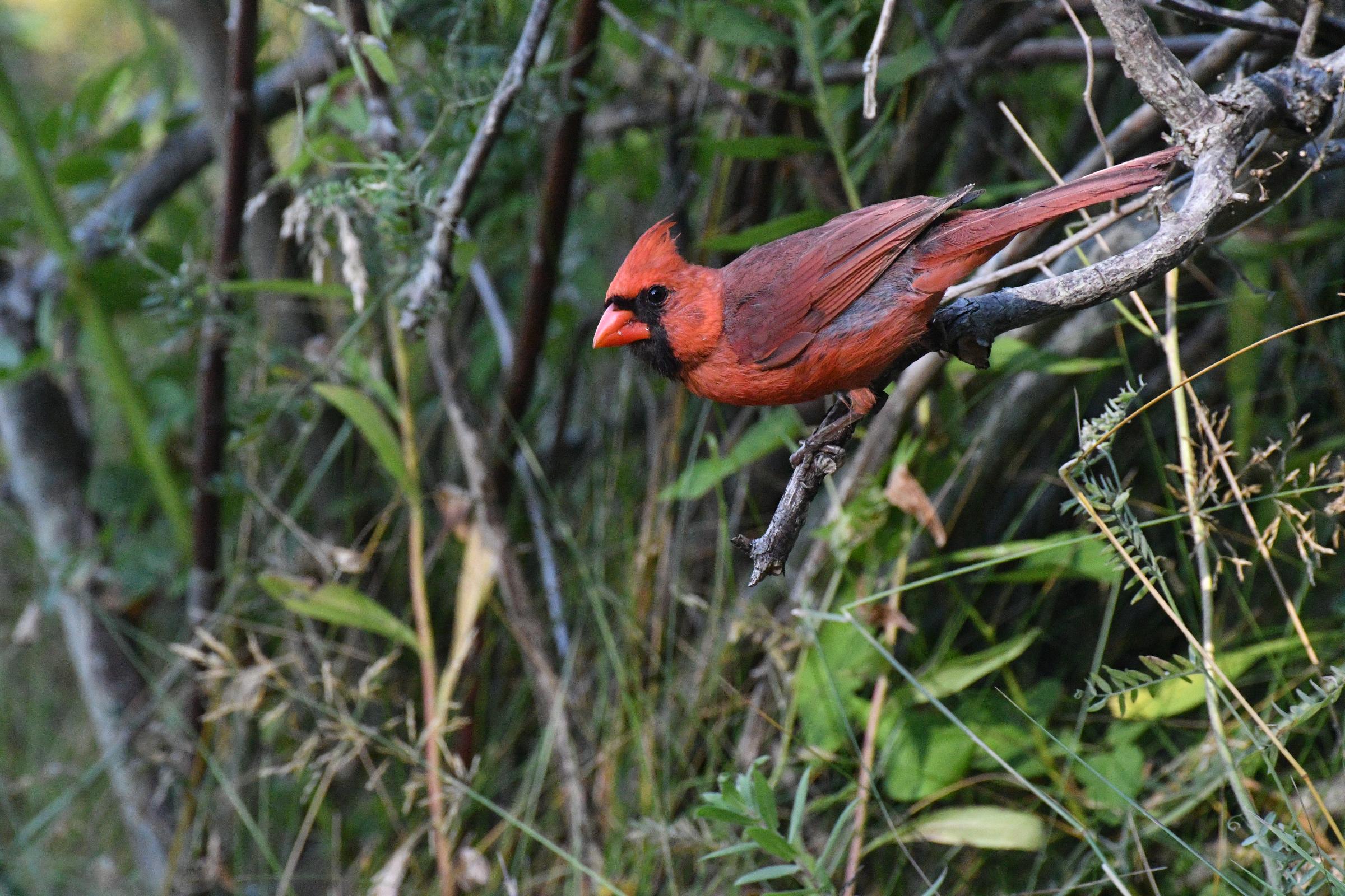 A%20male%20cardinal%20(deep%20red%2C%20medium%20sized%20bird%20with%20black%20around%20its%20beak%20and%20chin)%20perched%20on%20a%20curvy%20branch%2C%20angled%20down%20towards%20the%20ground.%20Its%20face%2C%20chest%20and%20beak%20are%20a%20bright%20orangey%20red%20while%20its%20wings%20and%20tail%20are%20a%20deeper%2C%20muted%20dark%20red.%20Its%20crest%20(hair%20feathers)%20are%20slightly%20raised%20and%20its%20bright%2C%20black%20eye%20is%20looking%20right%20at%20you.%20The%20background%20is%20a%20chaotic%20wilderness%20of%20green%20shoots%20and%20leaves%20and%20grey%2Fbrown%20stalks%2C%20deep%20in%20a%20forest%20but%20not%20too%20high%20off%20the%20ground.