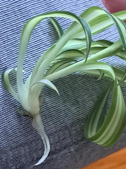Spiderplantling with root growth