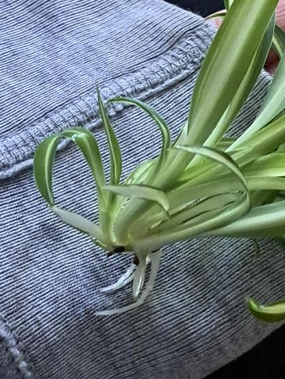 Another Spiderplant baby with root growth