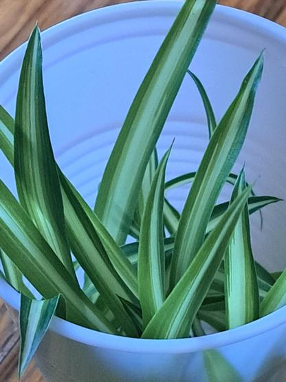 Baby Spiderplants in a cup of water