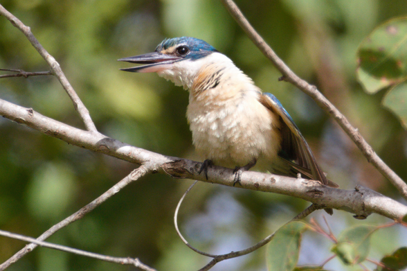 Kingfisher with pale chest and green cap and wing central to shot with beak open and wing slightly extended. Background is blurred green scrub 