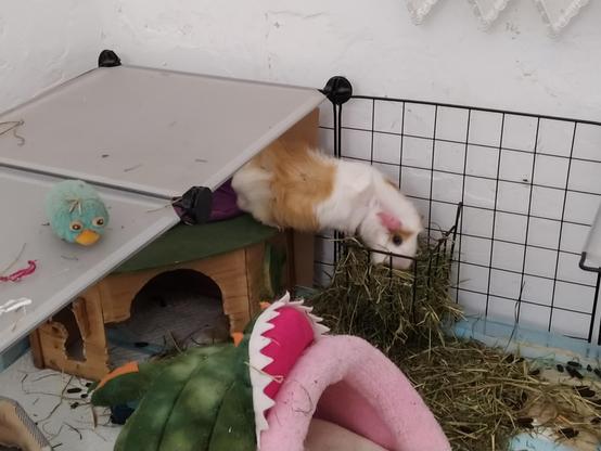 Foto de cobaya macho raza abisinia blanca y marrón clarito en un corral. Dentro hay una casita triangular en la esquina y delante una cama cubierta con forma de cocodrilo. Parte del corral está techado para impedir que salte.