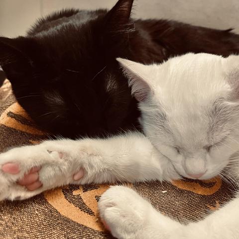 close-up of a white cat snd a black cat sleeping side by side, heads next to each other, with the white cat's pink toes showing