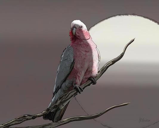 Galah Eclipse The Sun Grey Tones by Joan Stratton - https://paintingsbyjoan.com/

An Australia Galah can be found throughout Australia but doesn't like the driest areas and the far north of Cape York Peninsula.

A pink and grey parrot is perched on a slender, twisting branch against a soft, muted background with a large sun setting. The bird gazes to the side with a gentle, calm demeanor, its feathers highlighted by subtle lighting.

Ether Art – A hand-drawn drawing / painting using the exciting modern art form, where art is created from scratch using a computer in lieu of a real canvas and paint, water colour, pastel, pencil, charcoal etc I create digital art from the ether, exactly the same as if I was starting with a blank canvas.
 
#birdart

