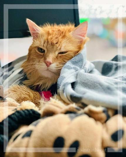 Sintra the Cat is too sleepy to superpaw his momma 😽