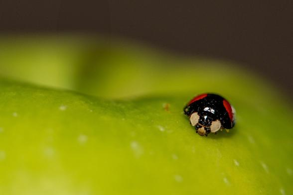asiatischer  Harlekin-Marienkäfer auf einen granny smith Apfel. Makro Aufnahme